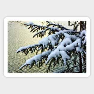 Snow on branches Sticker